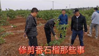 修剪番石榴的那些事，徒長枝，垂枝剪掉，修剪促樹形樹冠早定型       Pruning the guava, long branches, weeping branches cut off