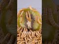 Mealworms Eating Kiwi