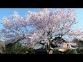 【京都観光】kyoto japan　哲学の道の桜　　京都観光スポット、京都の春今週の週末から見頃になると思います。