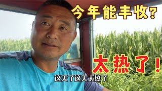 农民王小：顶着烈日查看农作物，小猪、稻苗都茁壮，盼望丰收年