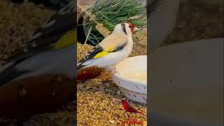 Major Goldfinch | Aviary Birds | Bird Sounds | Finches