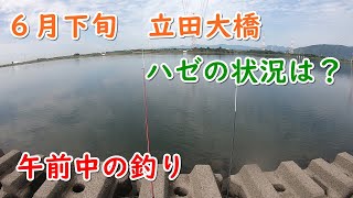 ６月下旬　立田大橋　今の状況は？ハゼの調査釣行