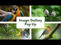 Image Gallery Pop up | HTML CSS Javascript Visual Studio Code | Concepts in HTML CSS and JavaScript