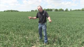 Wheat School: Heads or tillers — which do I target for maximum fusarium protection?