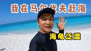 《环球探海记》马尔代夫 第32天：新岛新发现，海龟随处可见！