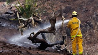 Maui fires: As death toll rises, desperation grows