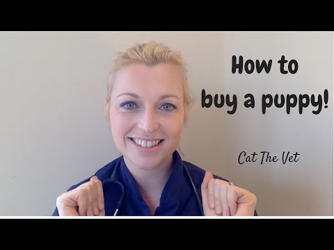 How to buy a puppy How to buy a puppy