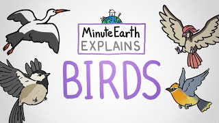 MinuteEarth Explains: Birds