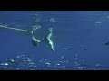 a lone guadalupe fur seal pinniped takes on three great white sharks