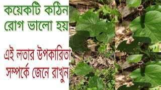 নিমুকা লতার উপকারিতা সম্পর্কে কিছু তথ্য জেনেনিন।