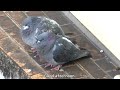 【ハト日記】もふも夫婦 columba livia