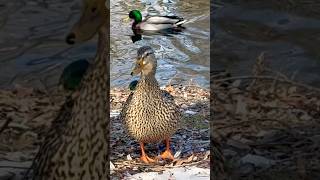 Mallards by the pond 水辺のマガモ #shorts