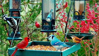 🔴LIVE 4K Winter Garden Bird Feeder: Cardinals, Woodpeckers, Snow Birds, Juncos, Christmas Wonderland