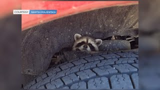 Taber Police rescue raccoon from unusual place - June 22, 2021 - Karsen Marczuk