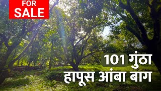 कोकणात 101 गुंठा हापूस आंबा बाग विकणे आहे