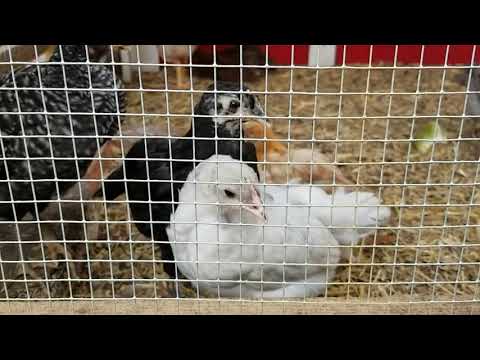 Chicks Update - 6 Weeks Old and Becoming Friendly Chicks Update - 6 Weeks Old and Becoming Friendly