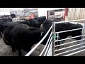 welsh black cattle