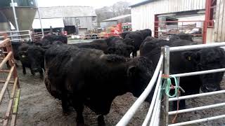 Welsh black cattle