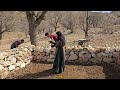 nomadic life preparing a nomadic shelter for livestock facing a nomadic storm ⛈️🏕️