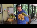 harvesting bananas everything you need to know to grow your own fruit