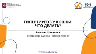 Гипертиреоз у кошки: что делать?