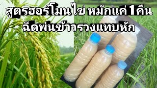 สูตรฮอร์โมนไข่ !!หมักไว้แค่ 1 คืน ฉีดพ่นข้าวตั้งท้อง รวงข้าวแทบหัก