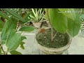 how to grow magnolia care of swarn chumpa plant magnolia tree