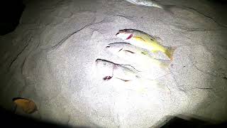 Beach Camping Night Fishing -  Survival Catch and Cook. Mauritius 🇲🇺