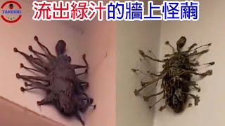 [TOP3]數個由網友發現的謎之生物 | 牆上流綠汁的怪繭 | 今年發現的神秘人形生物