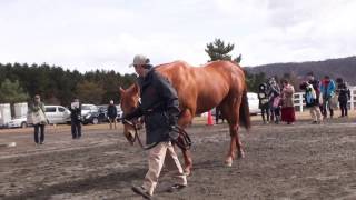 ヘニーヒューズ(Henny Hughes) - 優駿スタリオンステーション種牡馬展示会2017