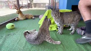 Introducing Bob and Bobbie the Bobcats