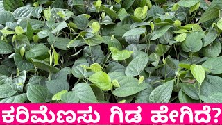 ￼ಉತ್ತಮ ತಳಿಯ ಕರಿಮೆಣಸಿನ ಗಿಡ || BLACK PEPPER PANIYURE || Pepper plant karnataka