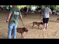 american pitbull terriers compete in adba dog show. best red dog class