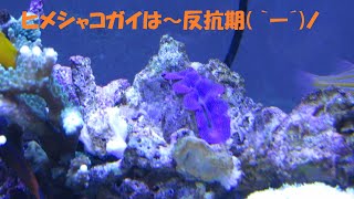 ヒメシャコガイは～反抗期( ｀ー´)ノ