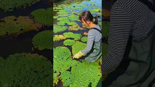 Amazing Natural Gorgon Harvesting \u0026 Rural Life | Prickly Water Lily Fruit #satisfying #shorts