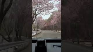 世界一の桜並木 (岩木山観光協会 )わたる県道沿いに約6,500本の桜が咲き誇る迫力と美しさは壮観です。2022年4月30日