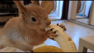 Белка обожает бананы!!! 😊 Squirrel loves bananas