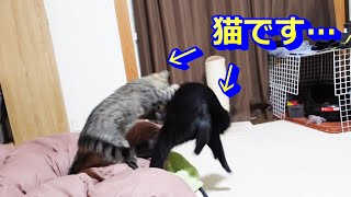 相撲をして遊ぶ猫は微笑ましい！