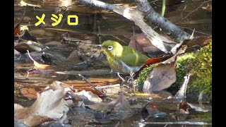 [4K]水場に降りてきた“メジロ”／ＨＴ公園