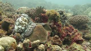 Octopus pair in Xiao LiuQiu, Taiwan 01/2020