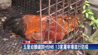 首例  花蓮幼鵝確診H5N6禽流感－民視新聞