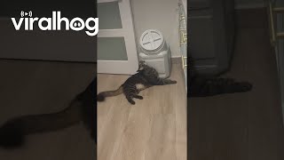 Clever Cat Opens Food Storage Container || ViralHog