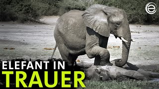 Ein letzter Moment: Elefant trauert um einen Gefährten | Erlebnis Erde