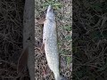 #Pike #Land #lucky #favorite #lake #fish #Natanebi #Georgia #shorts