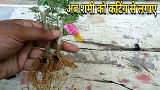 Grow shami plant from cutting