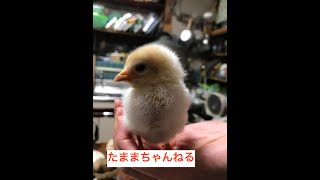 【かわいい】ひよこ（にわとりを卵からかえしました！！） #ひよこ #飼育 #たまご