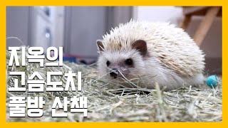 지옥의 고슴도치 풀방 산책 [냥이아빠]