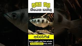 සුපිරි බල තියෙන වැඩ්ඩෝ