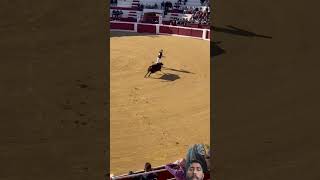 ¡Toro cerril en Pou D'En Calvo! (¡Impresionante!) #toros #bull #poudencalvo #useres #toro