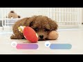 the toy poodle puppy that fits perfectly into the dog sling was too cute cute and funny dog